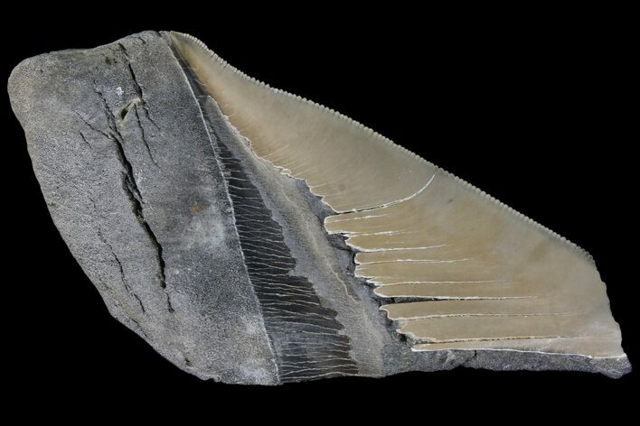 Partial Fossil Megalodon Tooth - Serrated Blade #89440